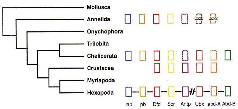 Hox genes and arthropod phylogeny.