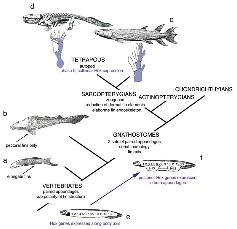 Major innovations of vertebrate paired appendages.