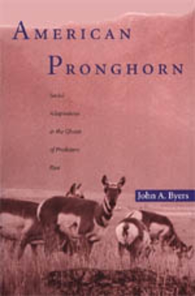 American Pronghorn: Social Adaptations and the Ghosts of Predators Past